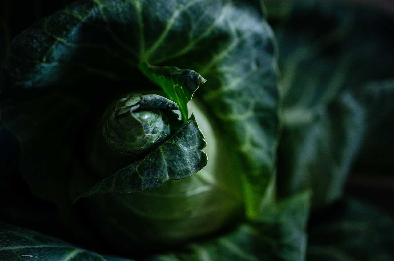 Fresh green cabbage, a smart food choice for moms-to-be navigating Listeria risks.
