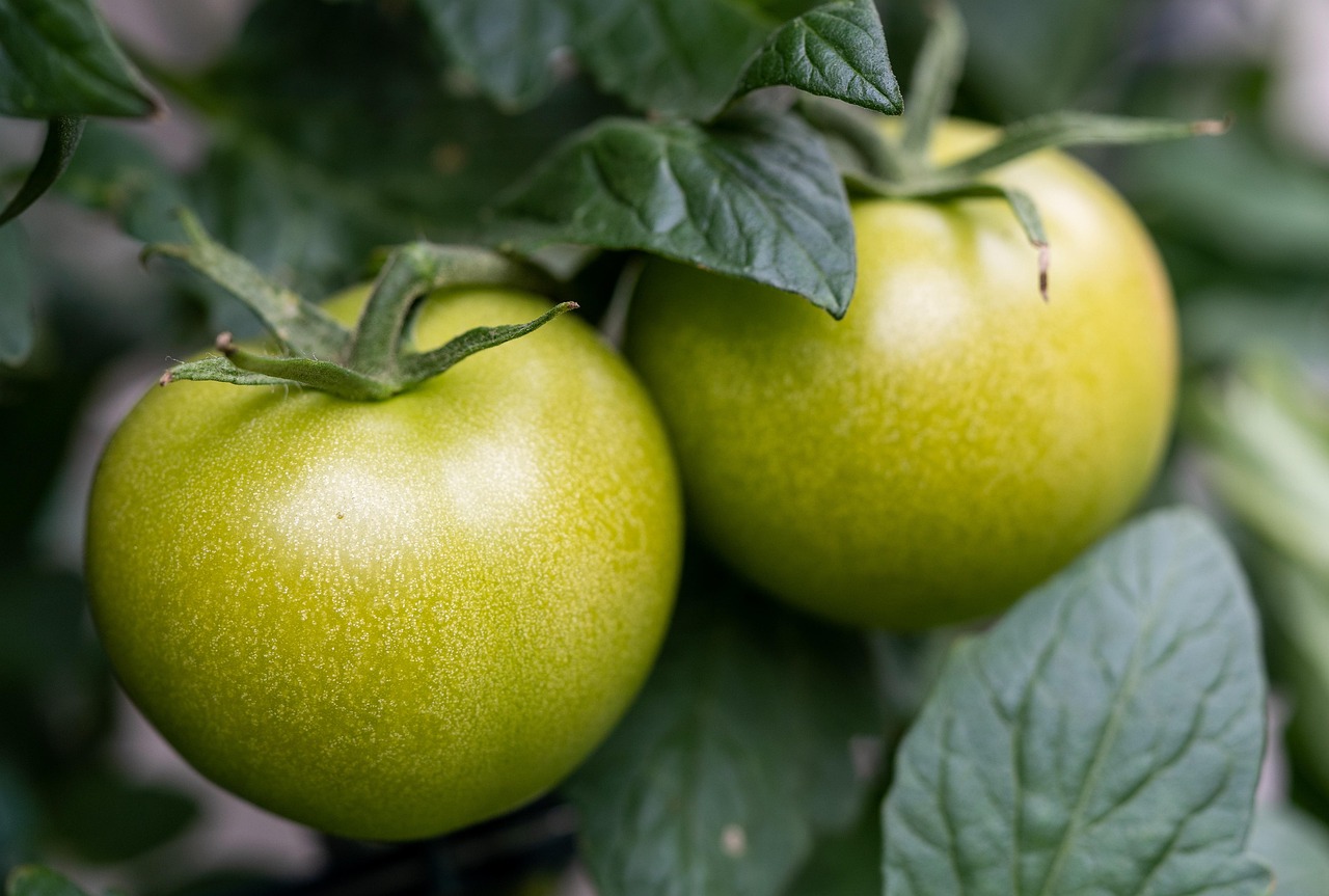 Healthy garden tomatoes and green vegetables, perfect for first-trimester prenatal nutrition.