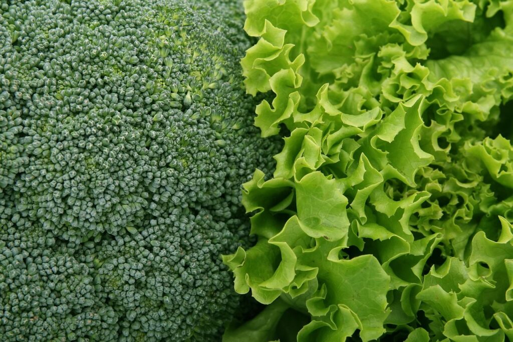 Fresh broccoli and green lettuce side by side, folate-rich vegetables representing folic acid