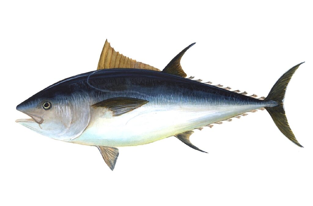 Whole bigeye tuna, a large predatory fish that can contain high mercury levels