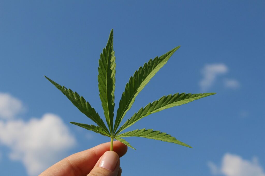 Hand holding a single green cannabis leaf against a blue sky, illustrating the question of THC and marijuana in pregnancy