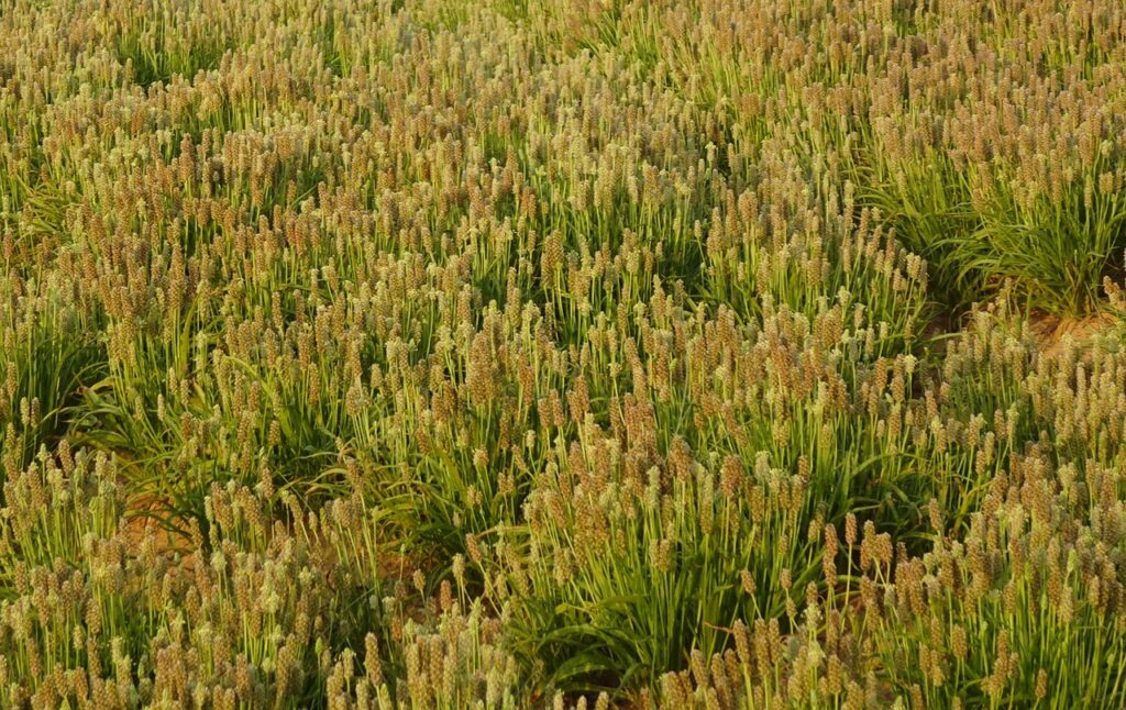 Field of psyllium (isabgol) plants, the source of the fiber in Metamucil, relevant to safety in pregnancy