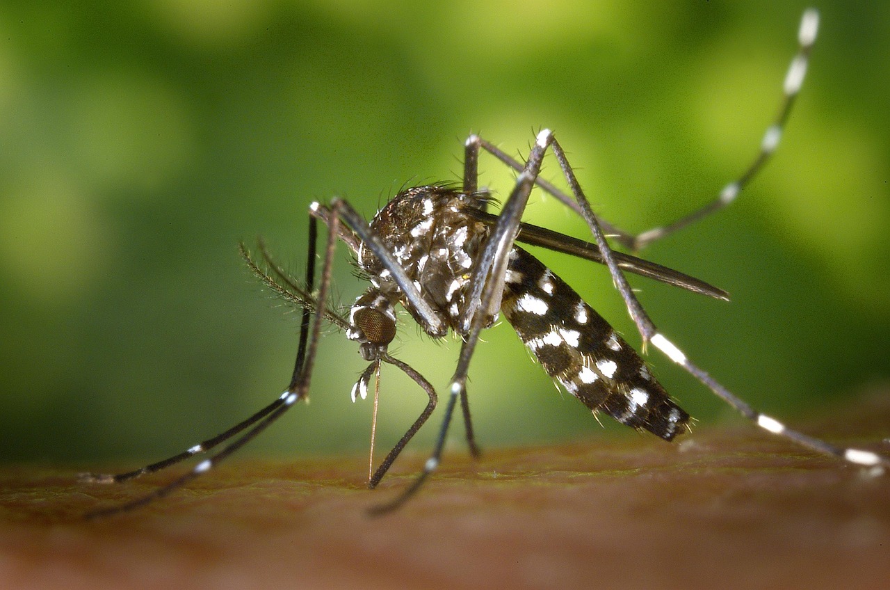 Close-up of a mosquito biting skin, representing insect bites and the need for pregnancy-safe bug spray