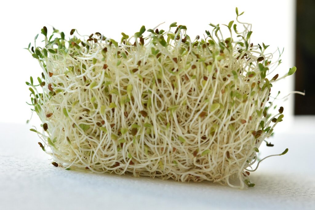 Fresh alfalfa sprouts piled on a white surface, representing raw sprouts to avoid during pregnancy