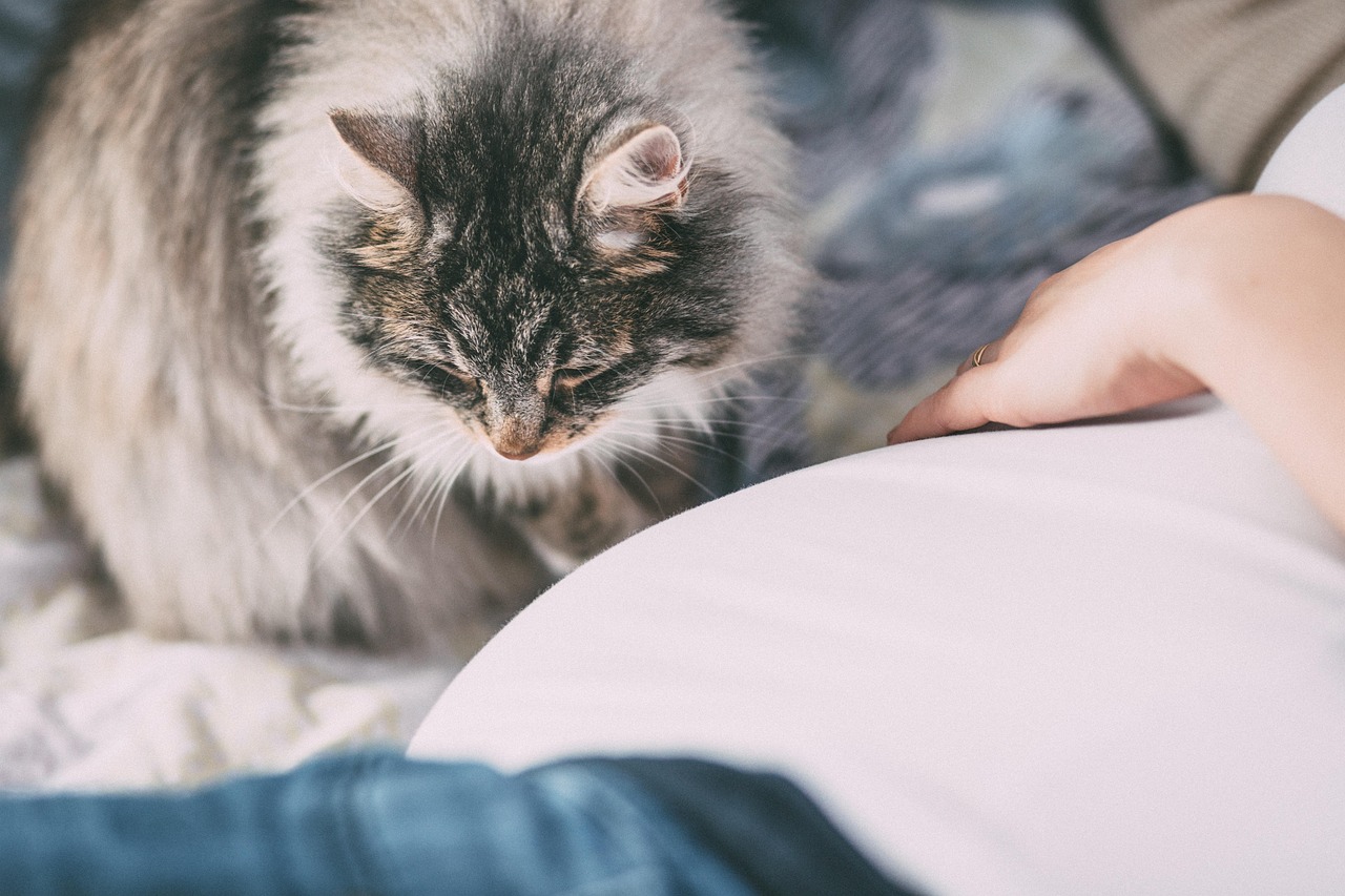 Pregnant woman with a cat, contemplating if accutane is safe during pregnancy.