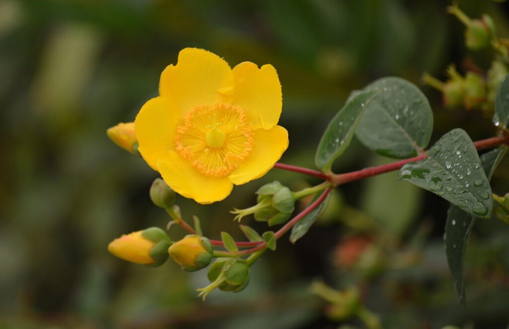 Yellow St. John's wort flower with buds and green leaves, the herb behind the pregnancy safety question