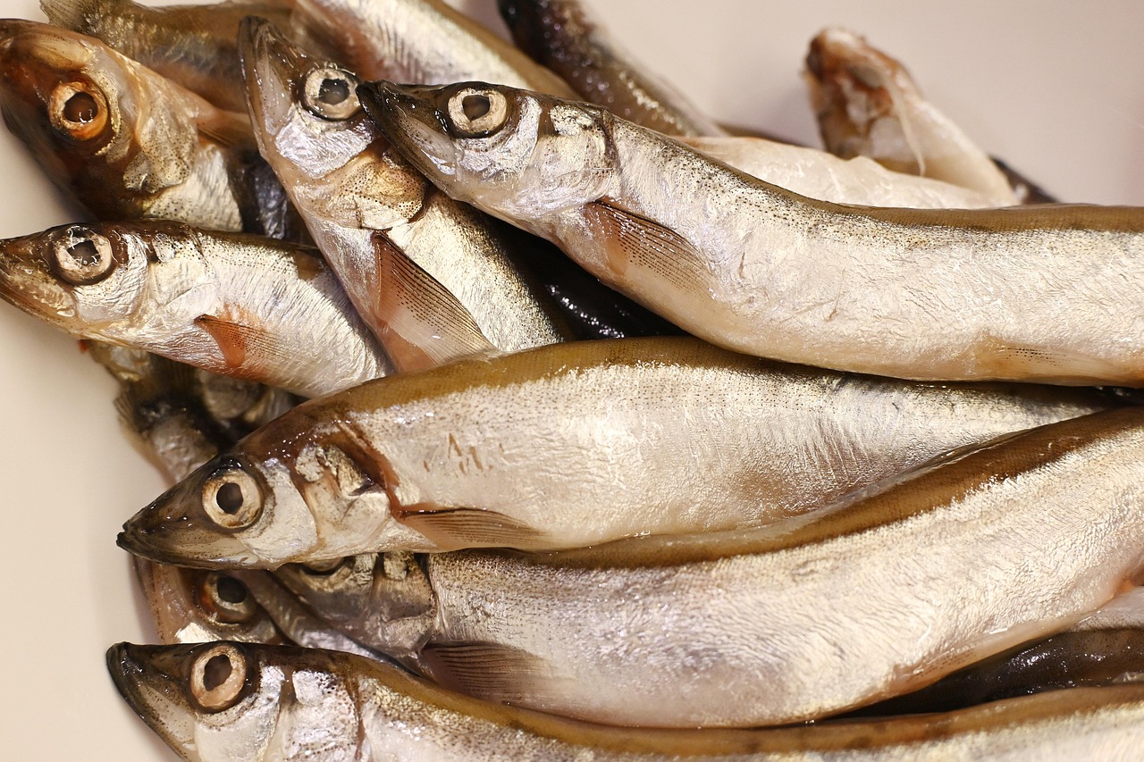 Fresh raw capelin fish, detailing the full safety breakdown for raw fish during pregnancy.