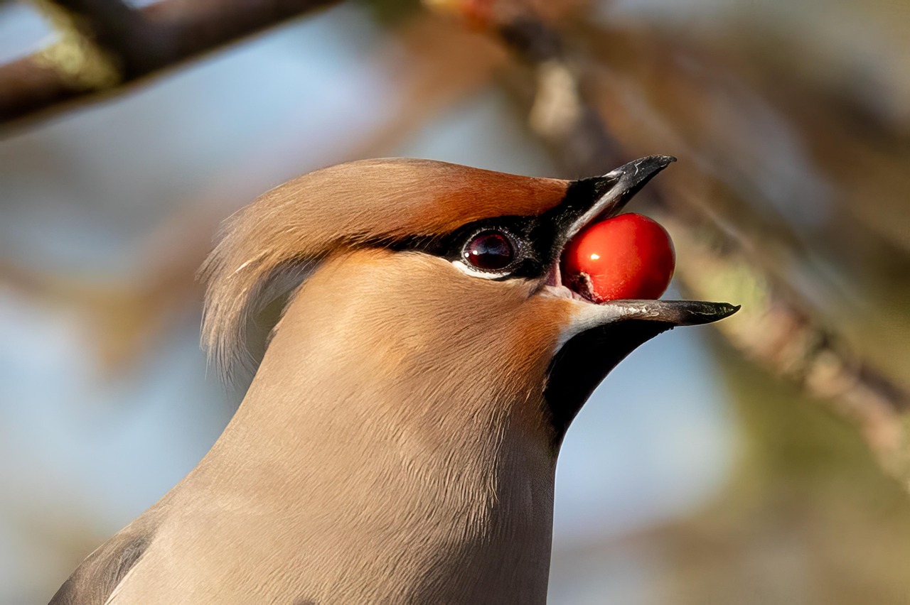 A waxwing bird with a berry in its beak, illustrating berries during pregnancy.